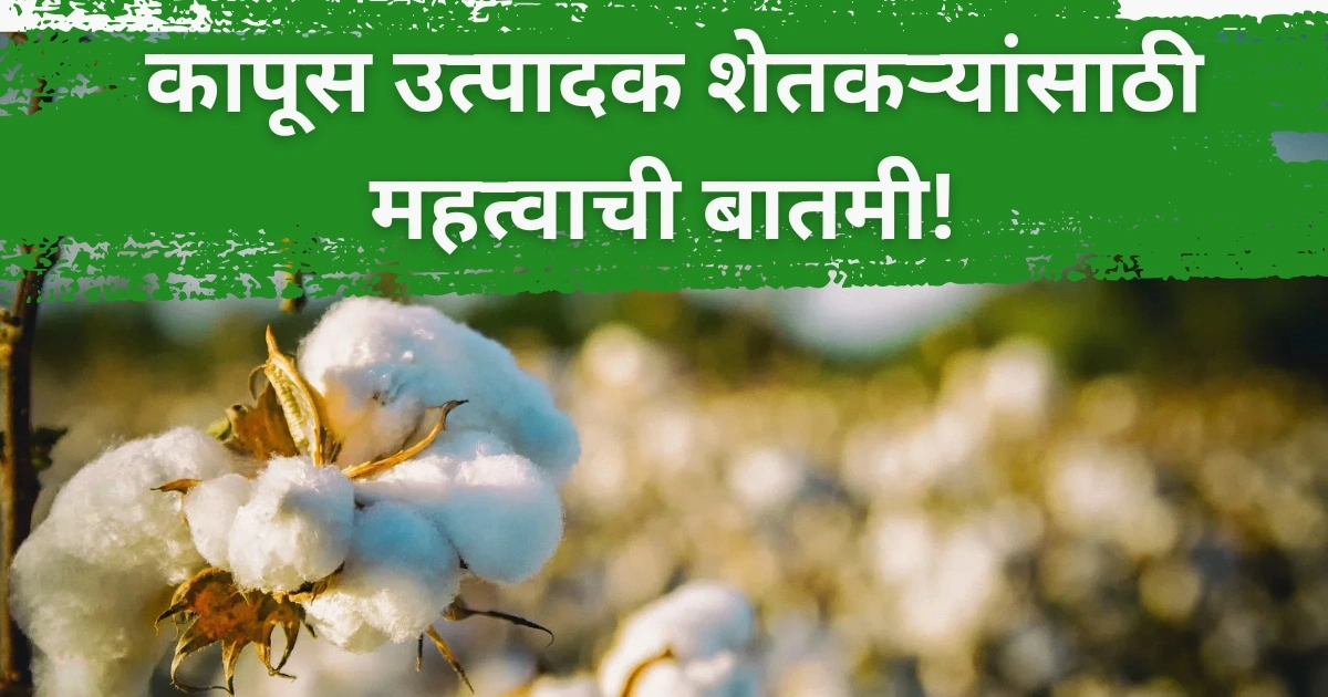 कापूस उत्पादक शेतकऱ्यांसाठी महत्वाची बातमी! आंतरराष्ट्रीय बाजारात कापूस तेजीत, देशातील कापसाच्या दरात वाढ होणार? | Cotton Rate Maharashtra Update