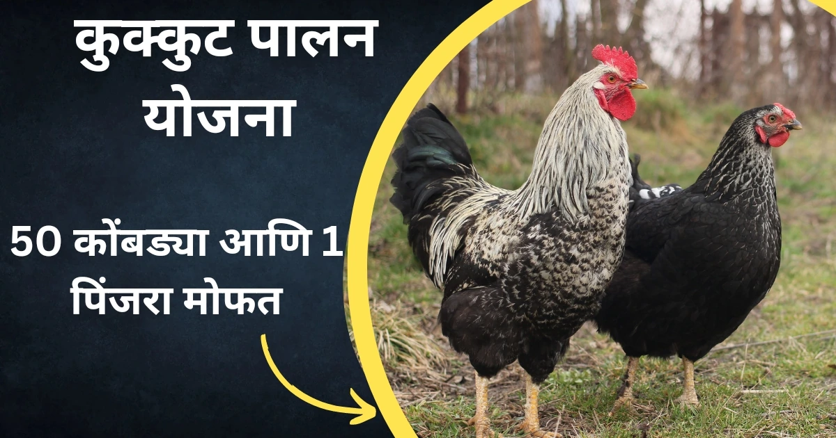 शेतकऱ्यांना 50 कोंबड्या आणि 1 पिंजरा मोफत वाटपासाठी नवीन अर्ज सुरू; असा करा ऑनलाईन अर्ज | Poultry Farming Scheme