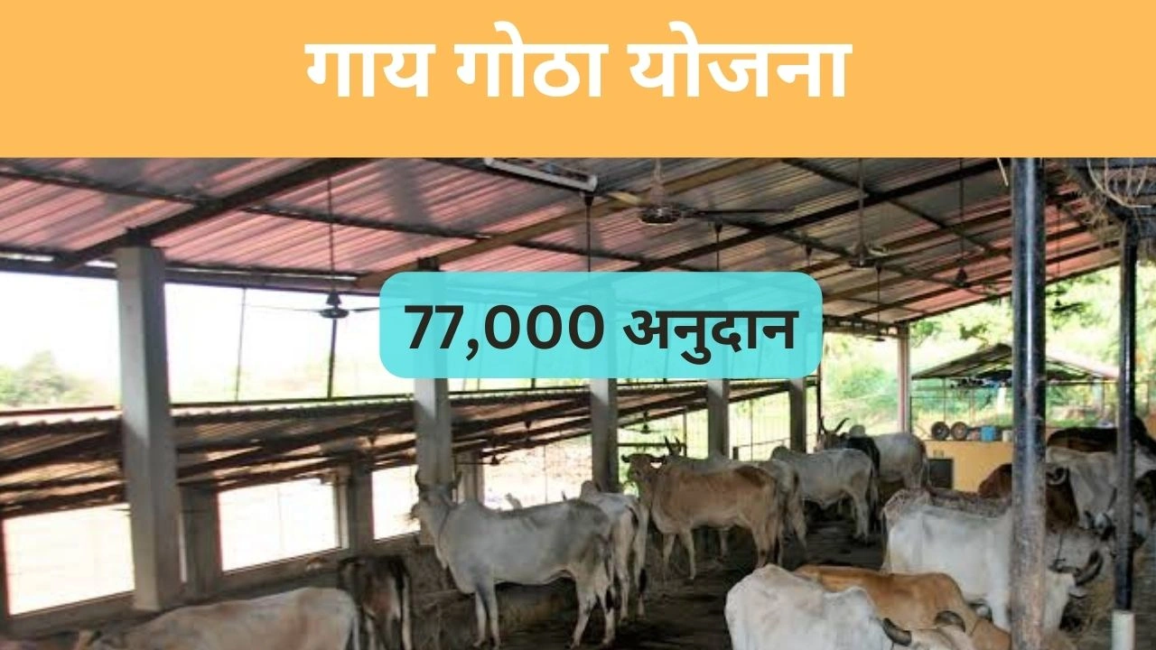 गाय गोठा साठी शासन 77 हजार रु अनुदान देत आहे; जाणून घ्या गाय गोठा साठी अनुदान कसे मिळवायचे; अर्ज प्रक्रिया व कागदपत्रे | Gay Gotha Anudan Yojana