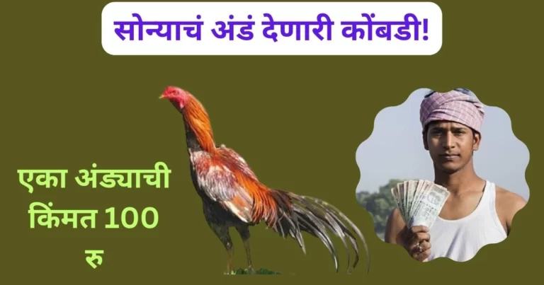 एका अंड्याची किंमत 100 रुपये असणाऱ्या या कोंबडीच्या जातीसमोर कडकनाथ सुद्धा ठरली फेल; खूप फायदेशीर कोंबडी: Poultry Farming