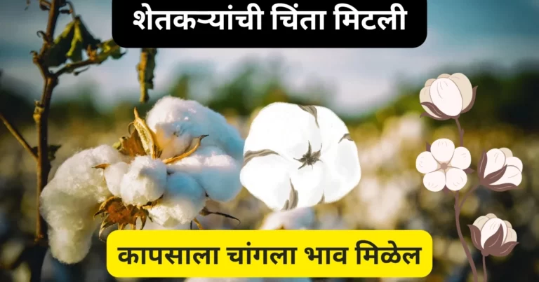 शेतकऱ्यांची चिंता मिटली, कापसाला चांगला भाव मिळेल; जाणून घ्या कारण | Kapus Market Rate Maharashtra