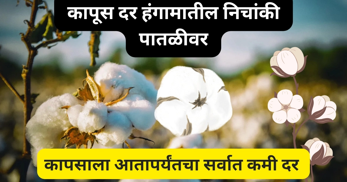 Cotton Market Rate Maharashtra: कापूस उत्पादकांसाठी अत्यंत महत्त्वाची बातमी; कापूस दर हंगामातील निचांकी पातळीवर; कमी कापूस दरामुळे शेतकरी नाराज!