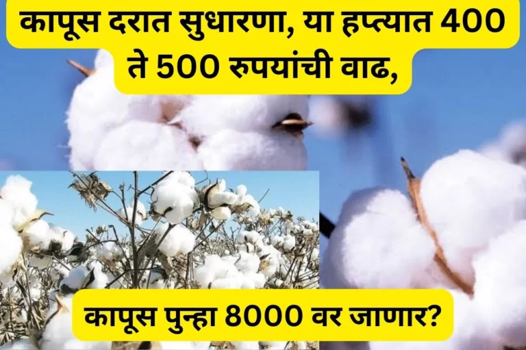 Cotton Market Rate: कापूस दरात सुधारणा, या हप्त्यात 400 ते 500 रुपयांची वाढ, कापूस पुन्हा 8000 वर जाणार?