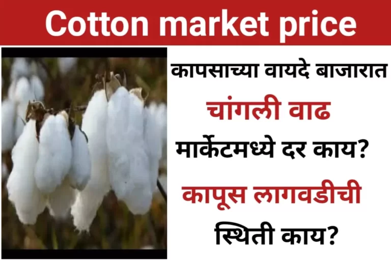 Cotton market price: कापसाच्या वायदे बाजारात चांगली वाढ, मार्केटमध्ये दर काय? कापूस लागवड ची स्थिती काय?