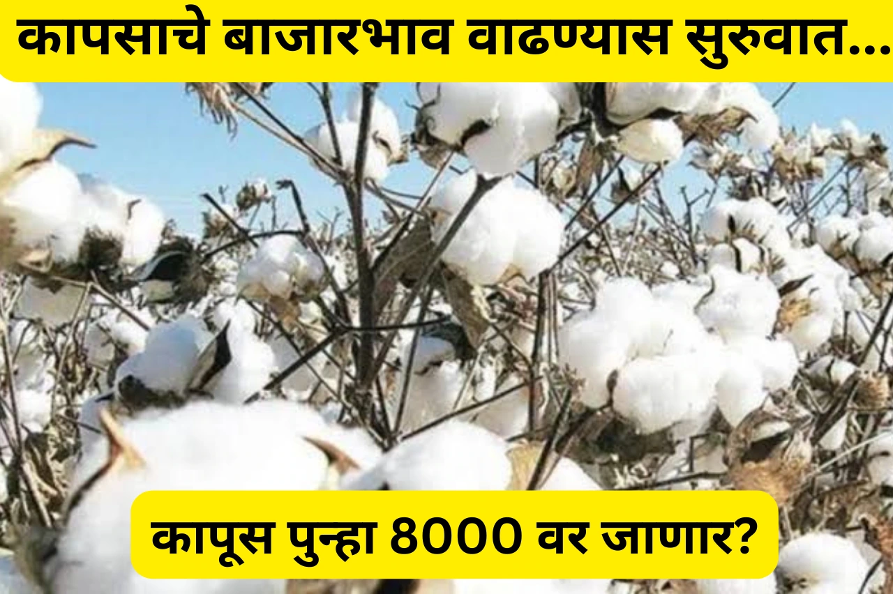 Cotton Price: शेतकऱ्यांसाठी खुशखबर, कापूस दरात मोठी सुधारणा, तब्बल एवढे रुपयांची वाढ, आणखीन भाव वाढतील?