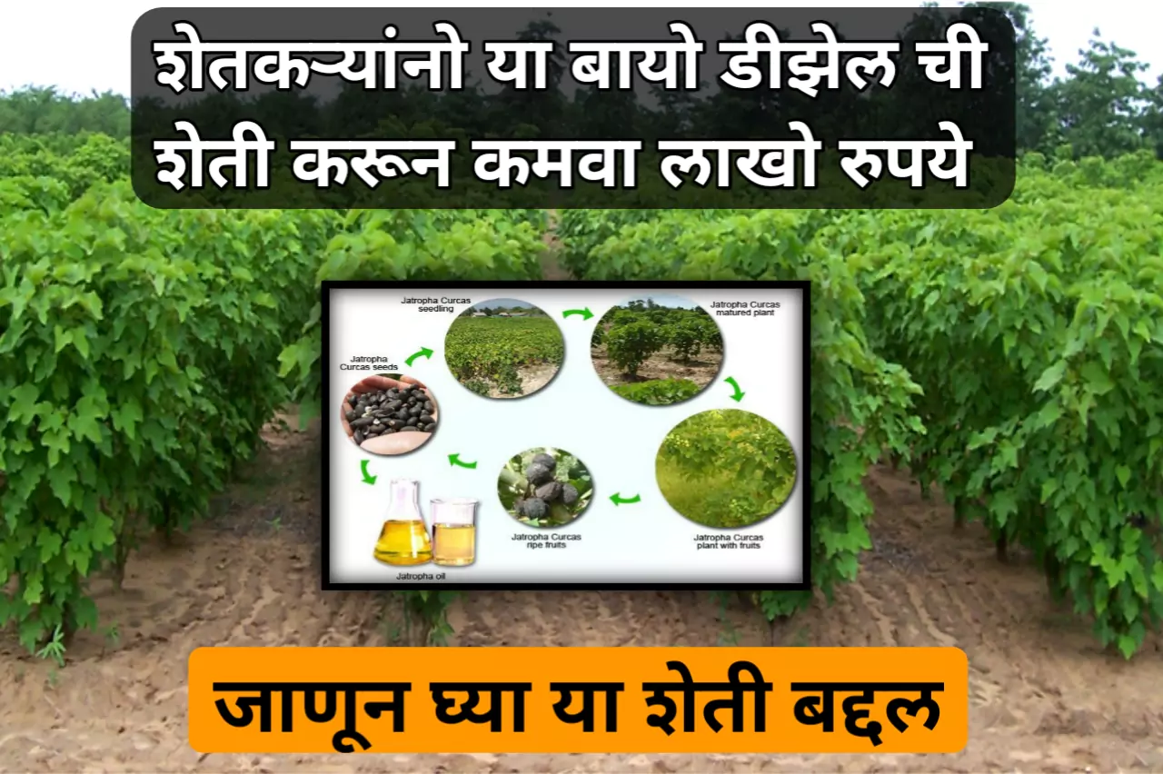 Jatropha Farming Tips: शेतकऱ्यांनो या बायो डीझेल ची शेती करून कमवा लाखो रुपये, जाणून घ्या या शेती बद्दल