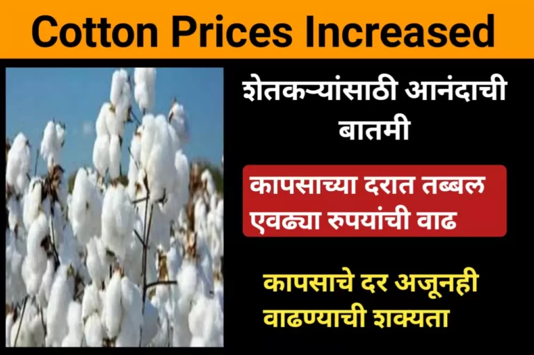 Cotton Prices : शेतकऱ्यांसाठी आनंदाची बातमी, कापसाच्या दरात तब्बल एवढ्या रुपयांची वाढ, कापसाचे दर अजूनही वाढण्याची शक्यता