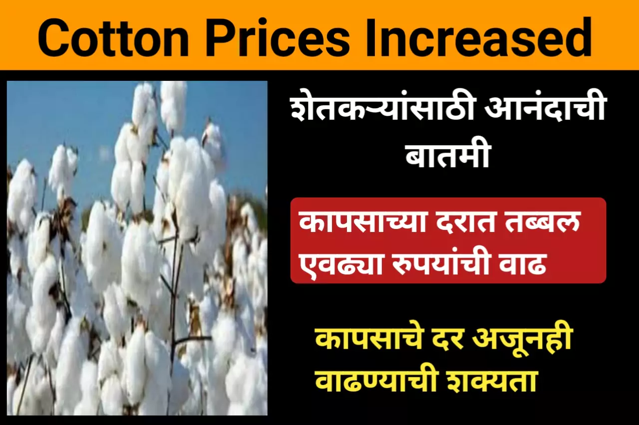 Cotton Prices : शेतकऱ्यांसाठी आनंदाची बातमी, कापसाच्या दरात तब्बल एवढ्या रुपयांची वाढ, कापसाचे दर अजूनही वाढण्याची शक्यता