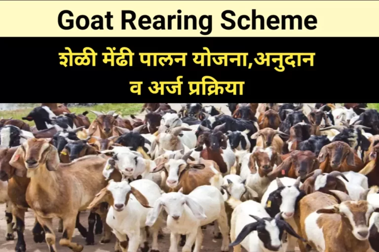Goat Rearing Scheme : शेळी मेंढी पालन योजना,अनुदान व अर्ज प्रक्रिया